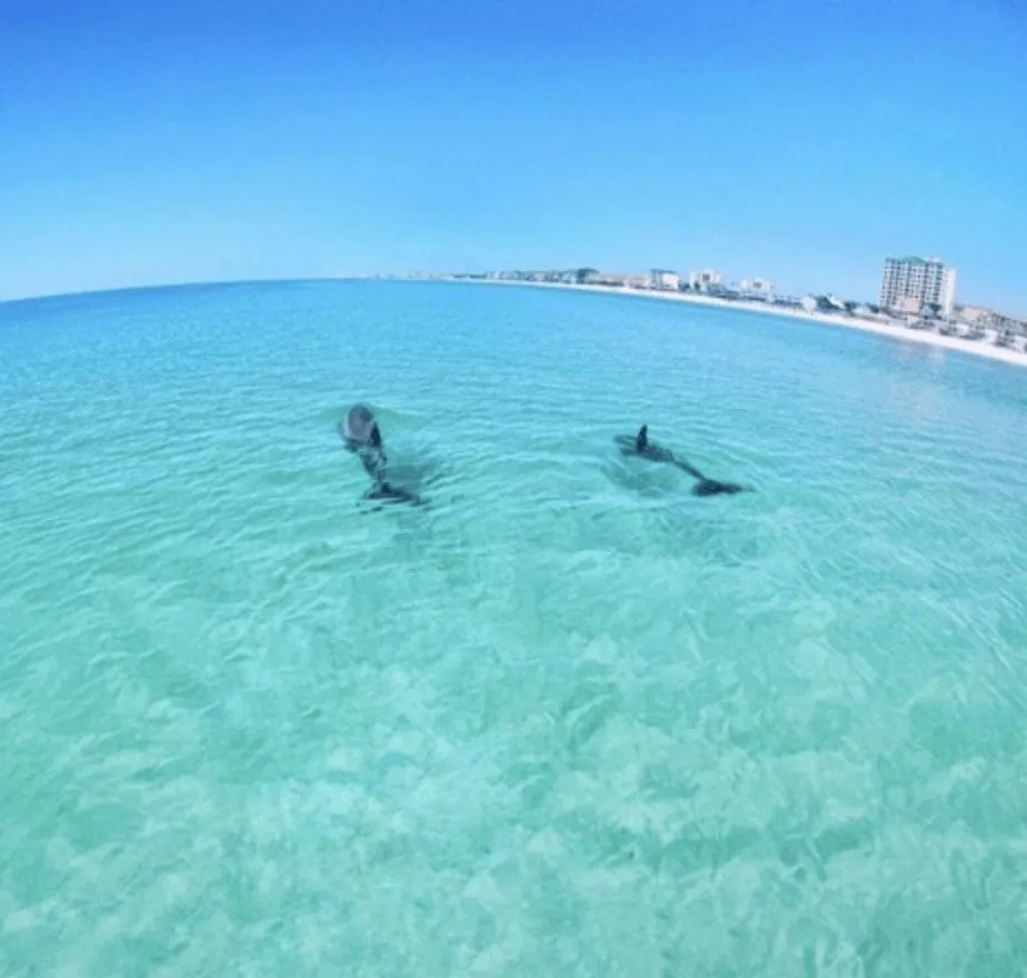Apartment Slt #2043 - Stunning View! Free Beach Service! Destin